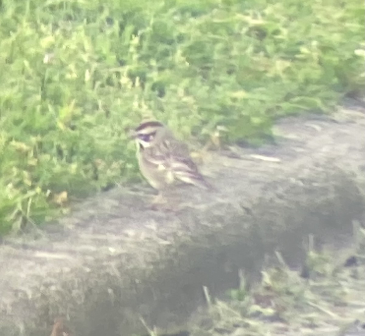 Lark Sparrow - Nathaniel Keyse