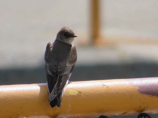 Northern Rough-winged Swallow - ML448476241