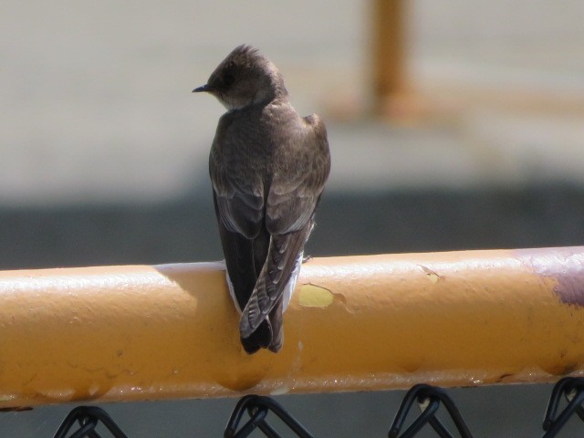 Northern Rough-winged Swallow - ML448476251