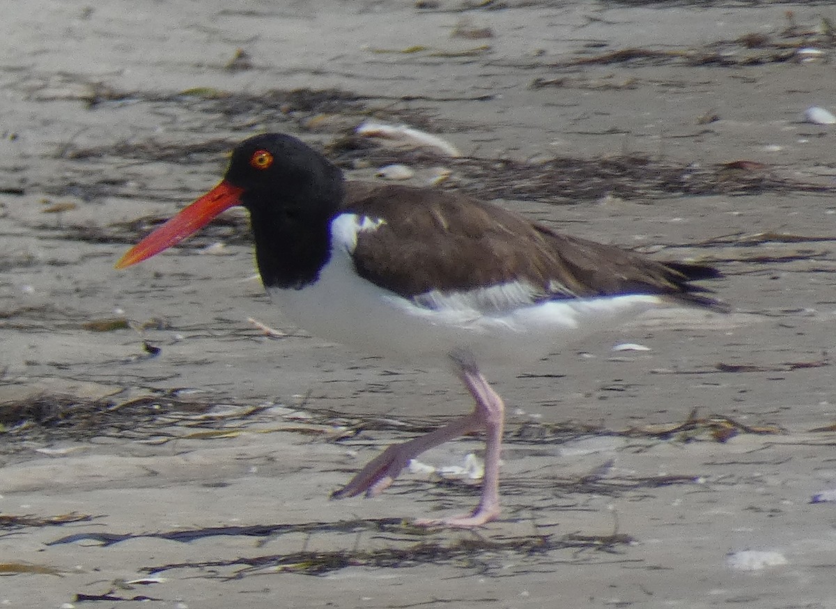 American Oystercatcher - ML448477171