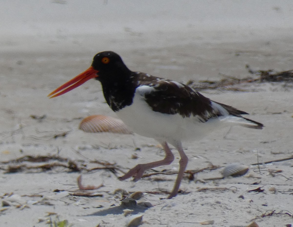 American Oystercatcher - ML448477421