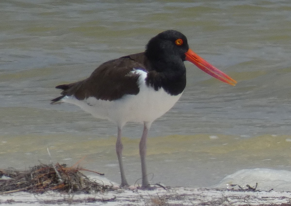 American Oystercatcher - ML448477441