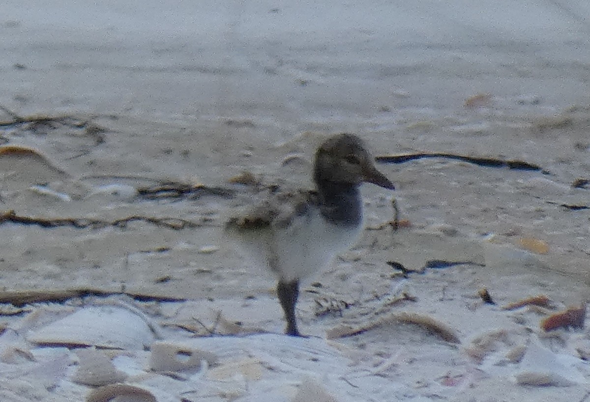 American Oystercatcher - ML448477491