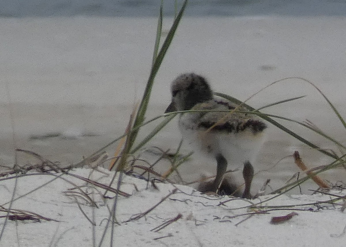 American Oystercatcher - ML448477511