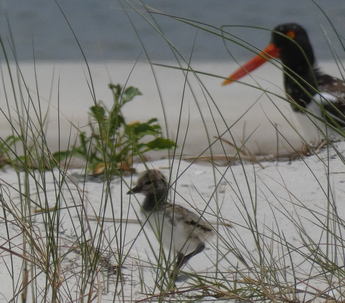 American Oystercatcher - ML448477611