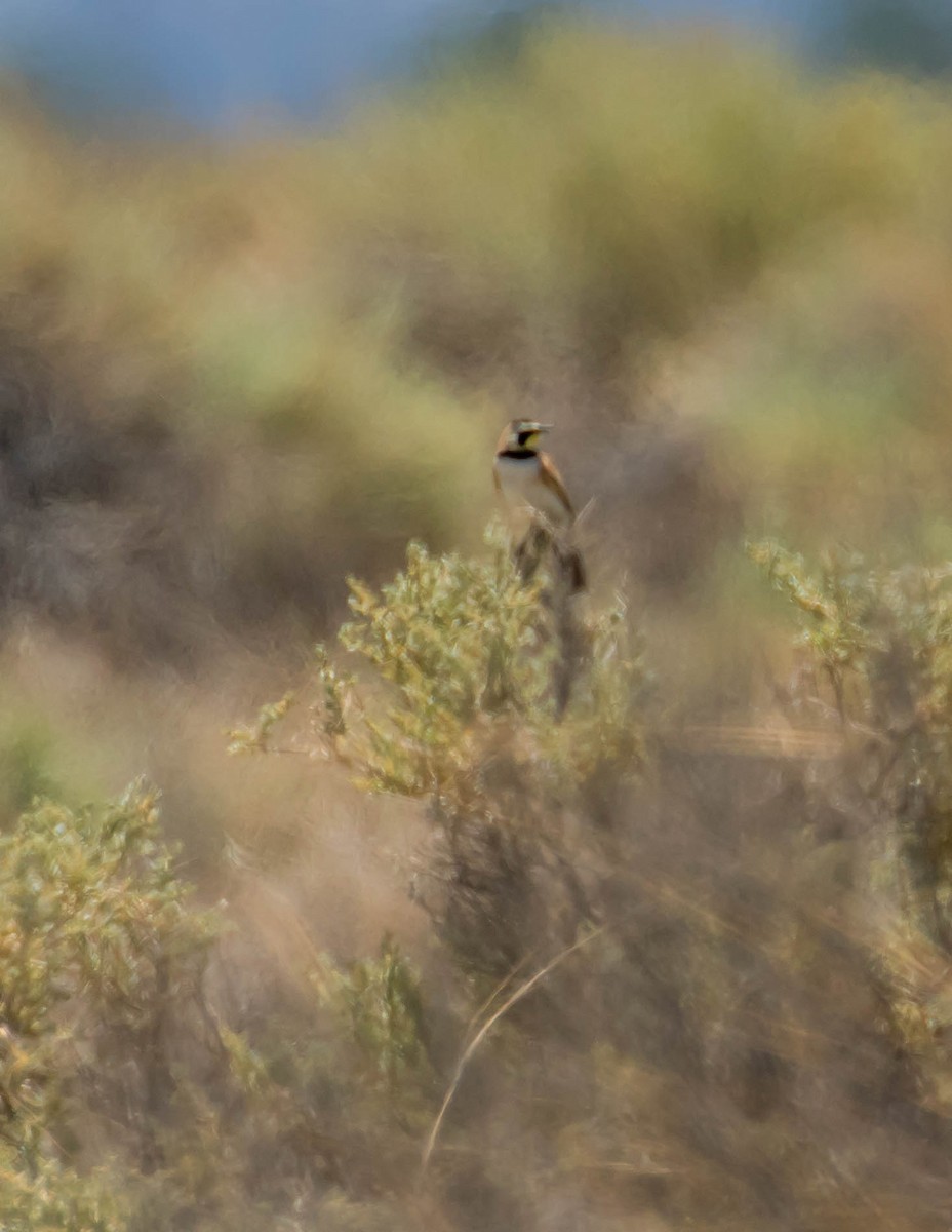 Horned Lark - ML448478301