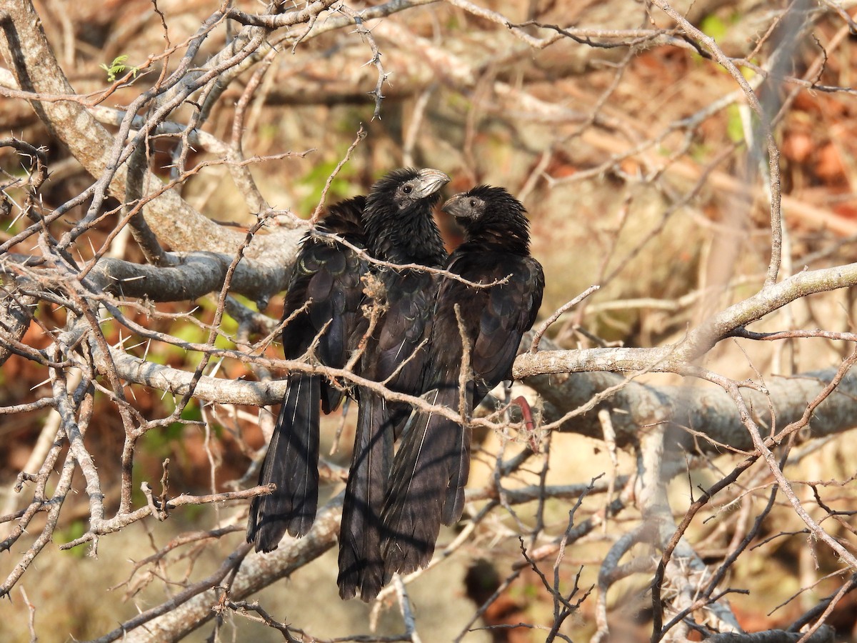 Groove-billed Ani - ML448482131