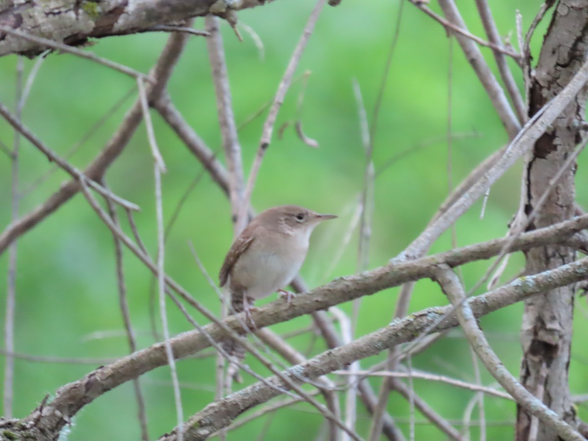 House Wren - ML448483971