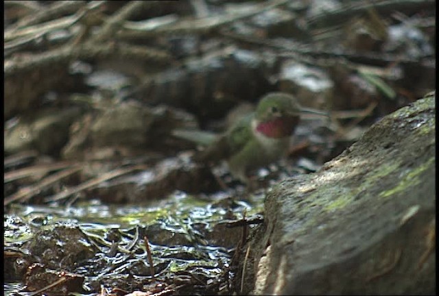 Broad-tailed Hummingbird - ML448485
