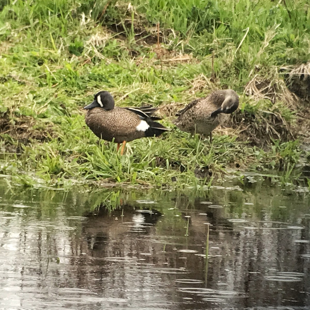 Blue-winged Teal - ML448487721
