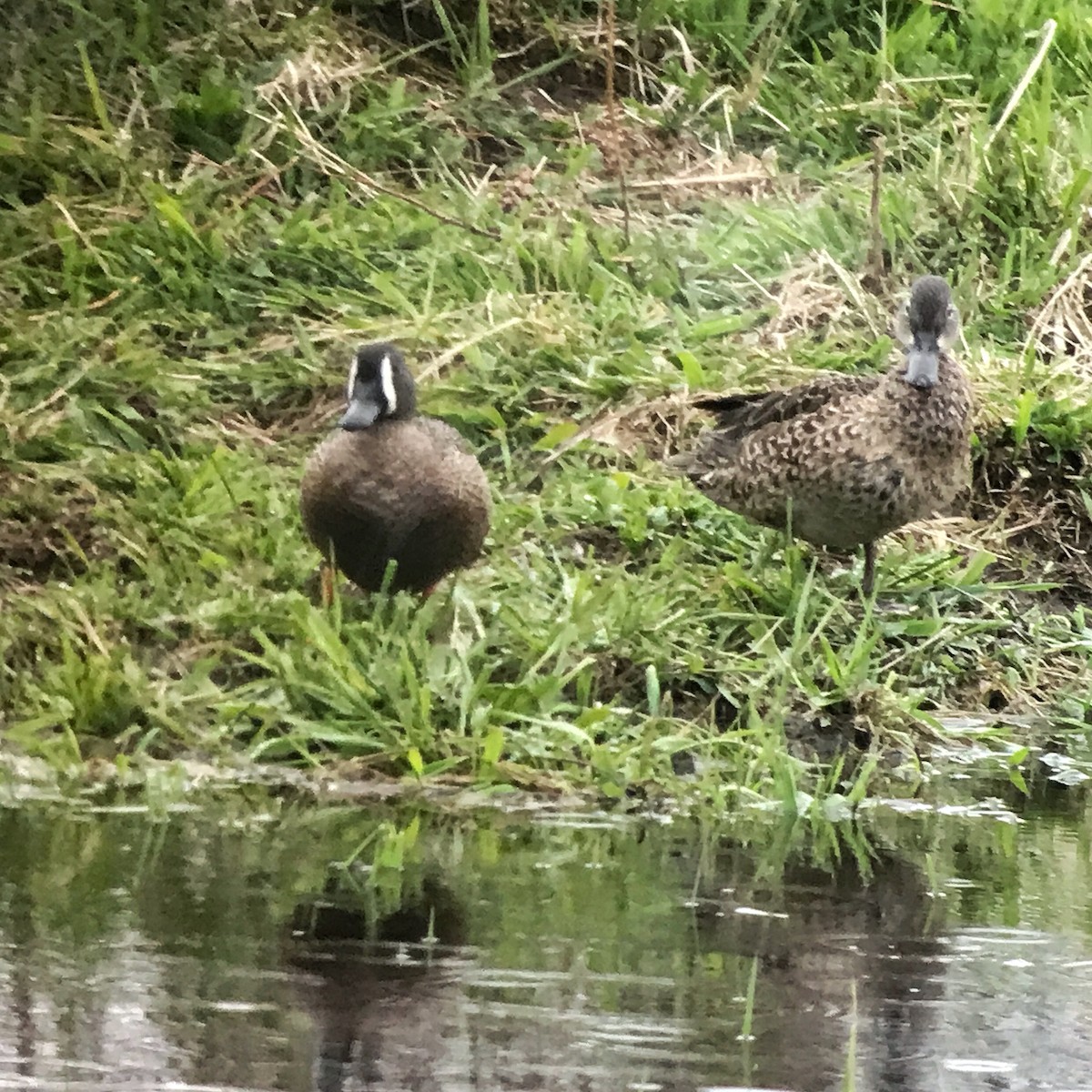 Blue-winged Teal - ML448487741