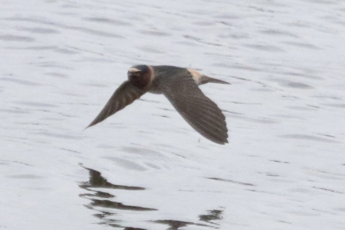 Cliff Swallow - ML448488421