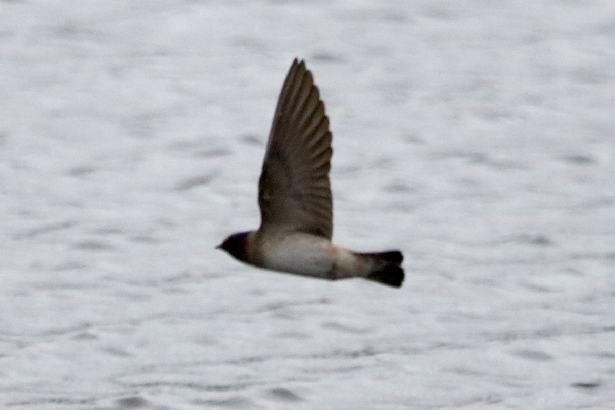 Cliff Swallow - ML448488431