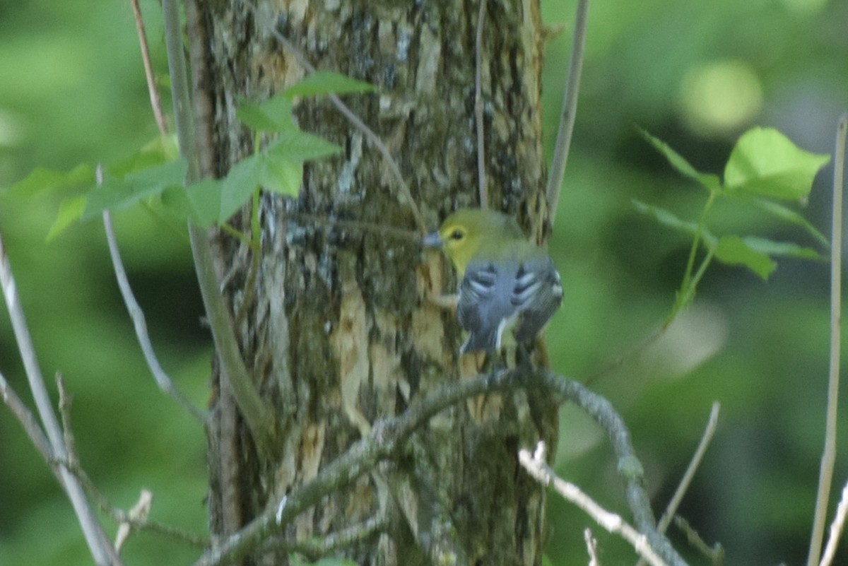 Yellow-throated Vireo - ML448488621