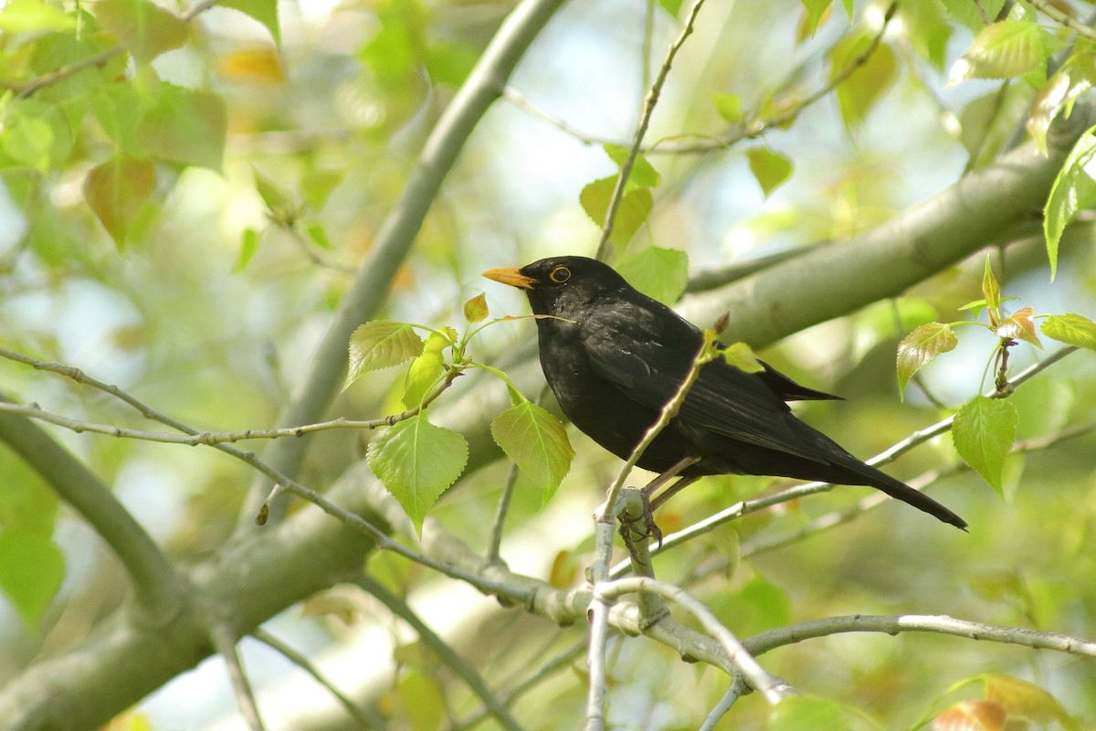 Eurasian Blackbird - Simon Feys