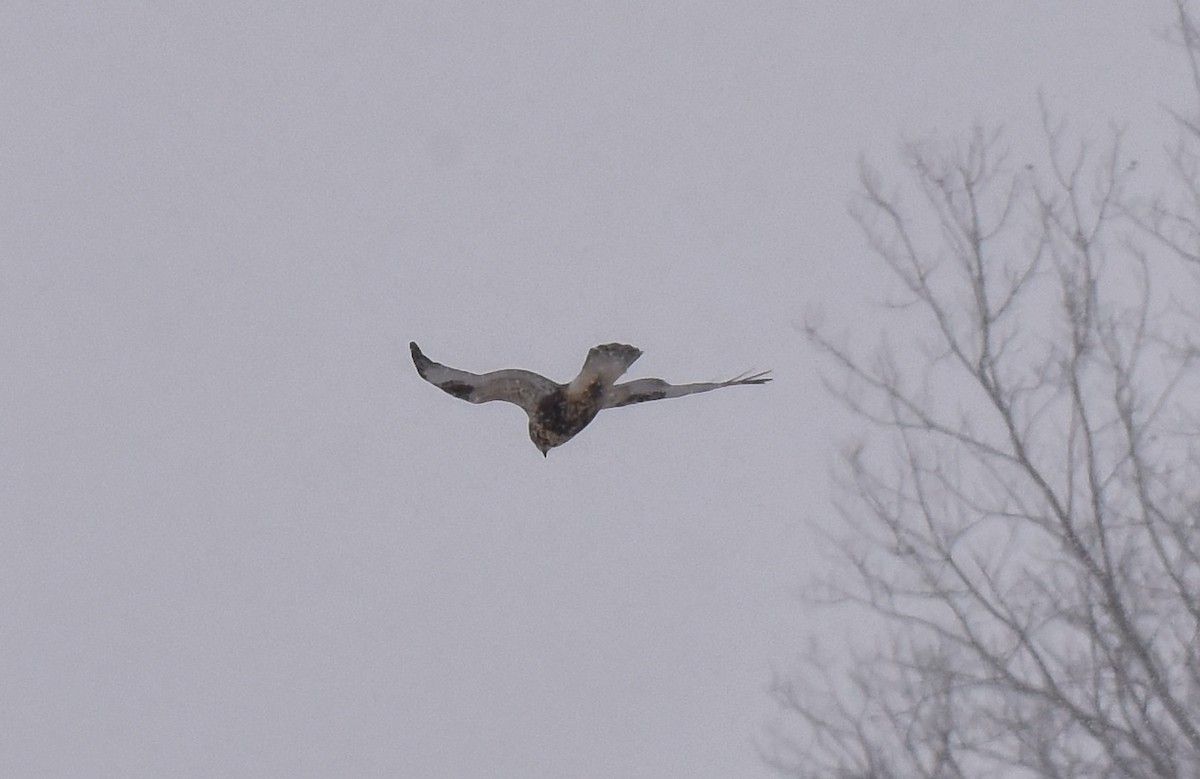 Rough-legged Hawk - ML44848951