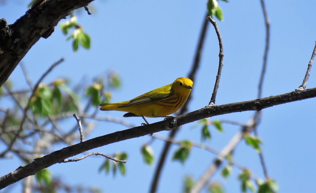 Yellow Warbler - ML448489771