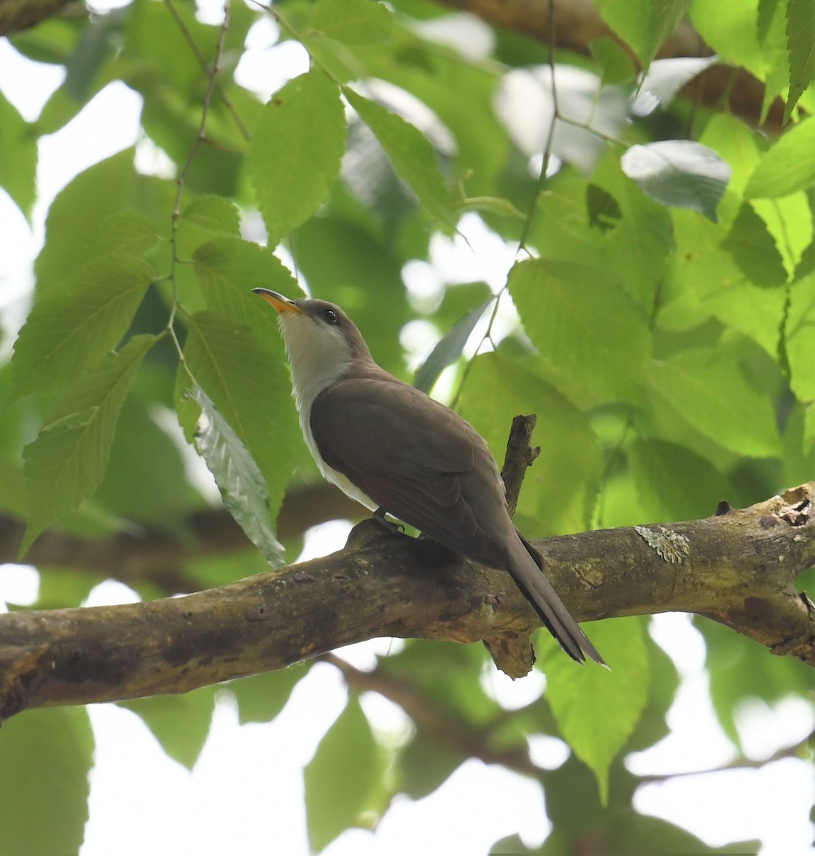 Yellow-billed Cuckoo - ML448490381