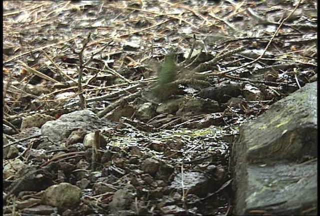 Broad-tailed Hummingbird - ML448492