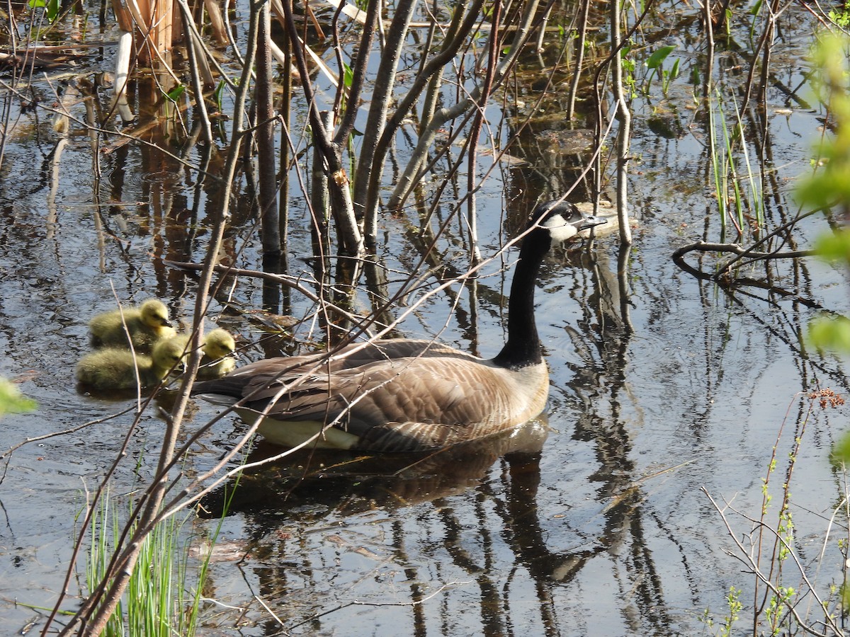 Canada Goose - ML448492291