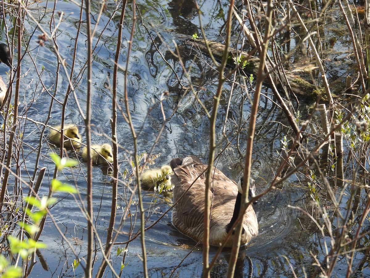 Canada Goose - ML448492311