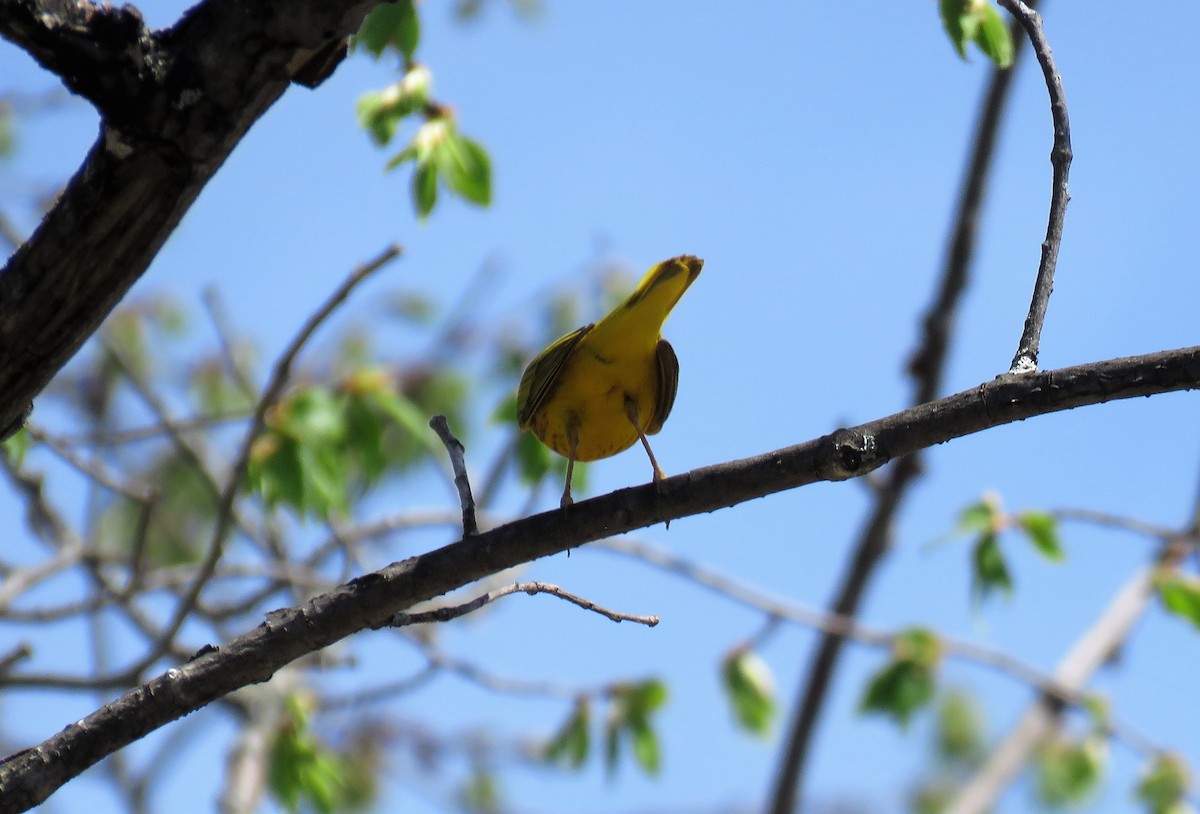 Yellow Warbler - ML448493051