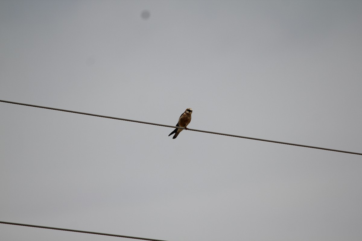 Red-footed Falcon - ML448494591