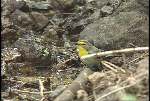 Grace's Warbler - ML448495