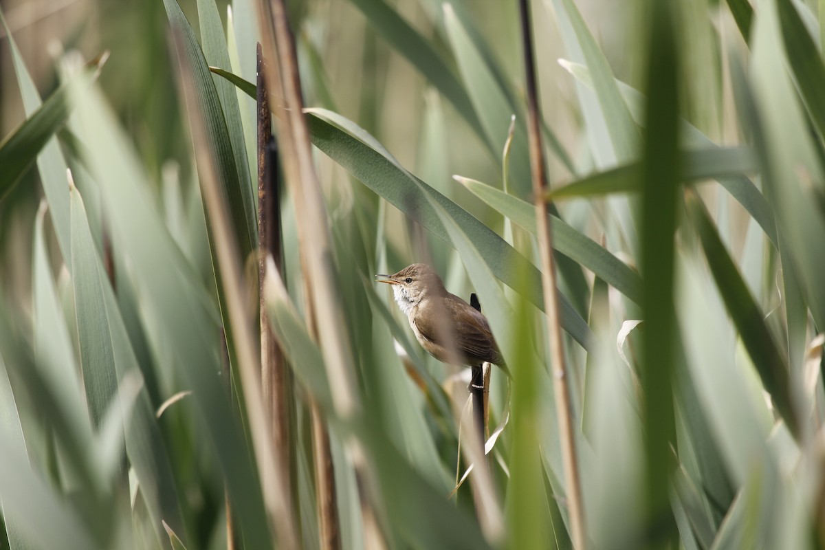 Common Reed Warbler - ML448495341