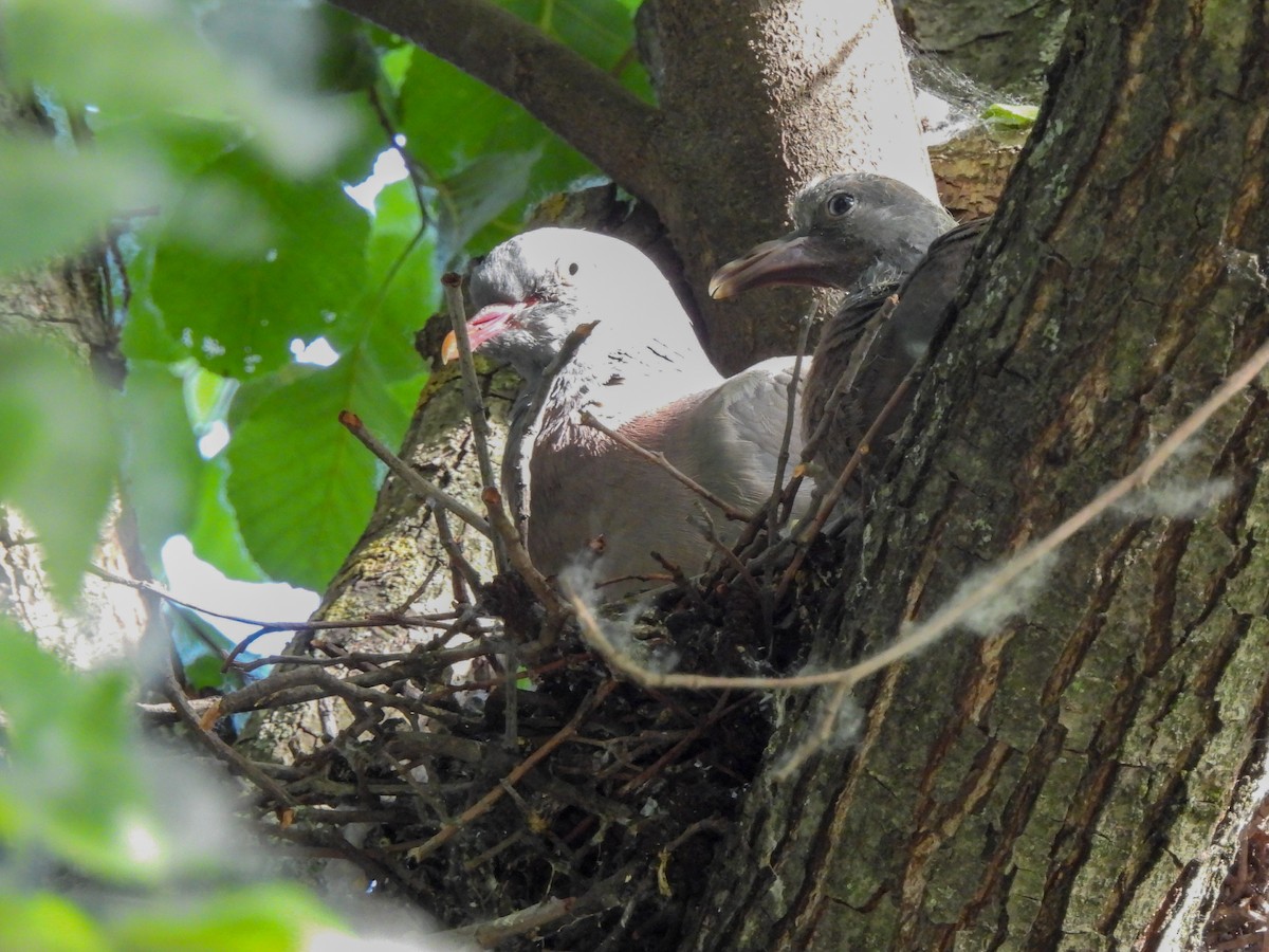 Common Wood-Pigeon - ML448495681