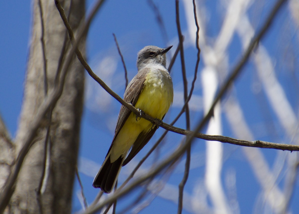 Western Kingbird - ML448495731