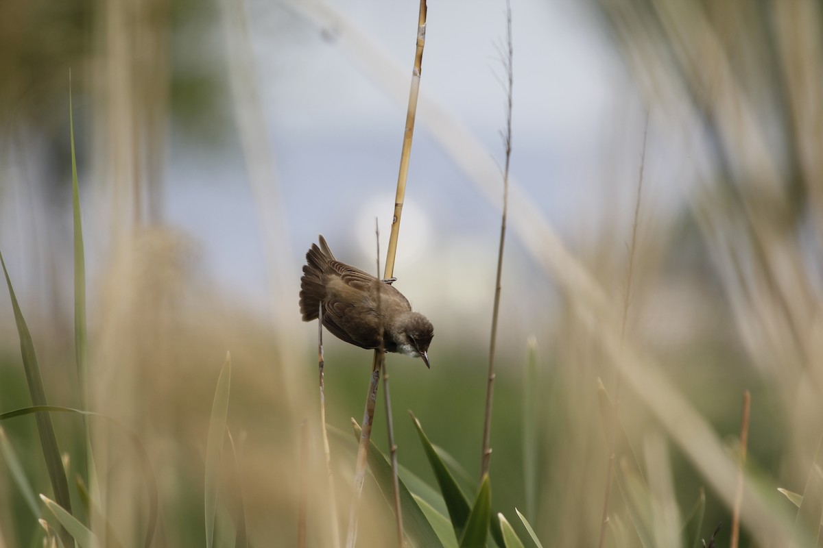 Great Reed Warbler - ML448495781