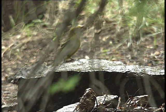 Western Tanager - ML448496