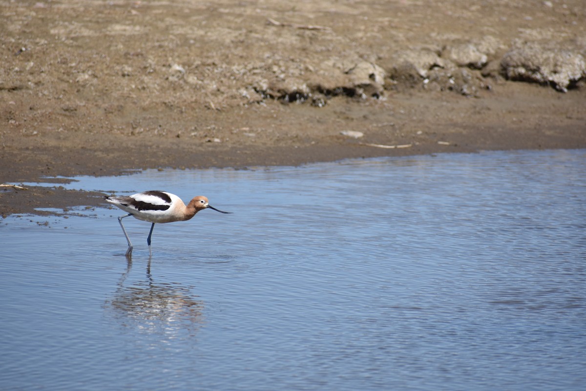 American Avocet - ML448496371