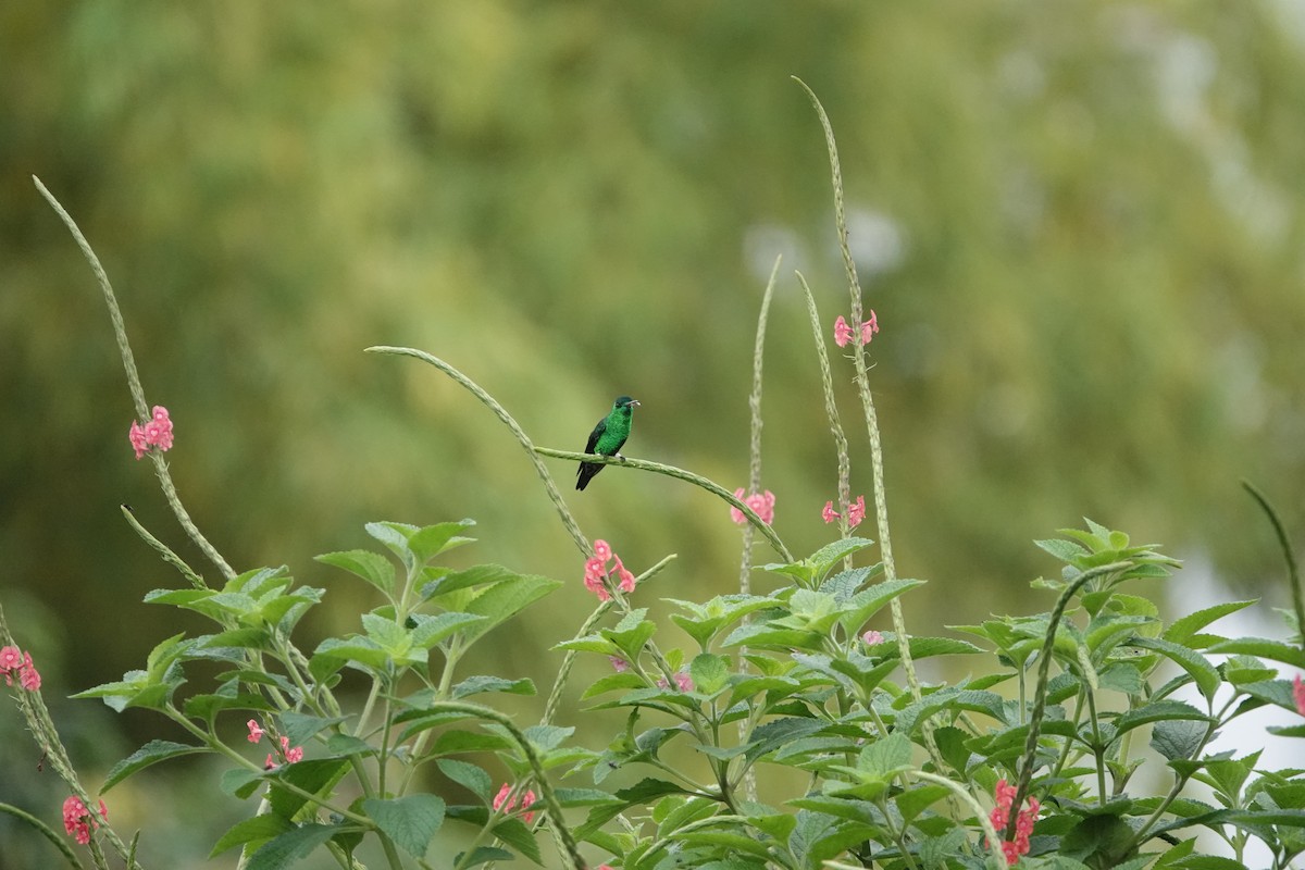 Steely-vented Hummingbird - Jorge Puerta Mendoza