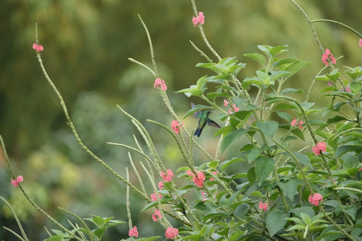 Steely-vented Hummingbird - Jorge Puerta Mendoza