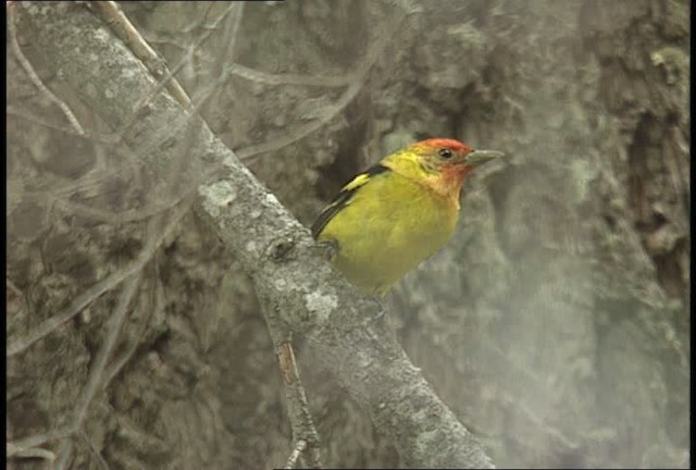 Western Tanager - ML448497