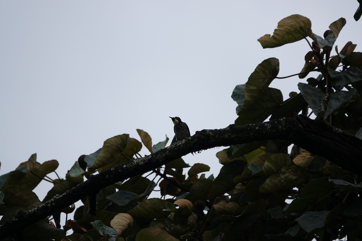 Acorn Woodpecker - Jorge Puerta Mendoza