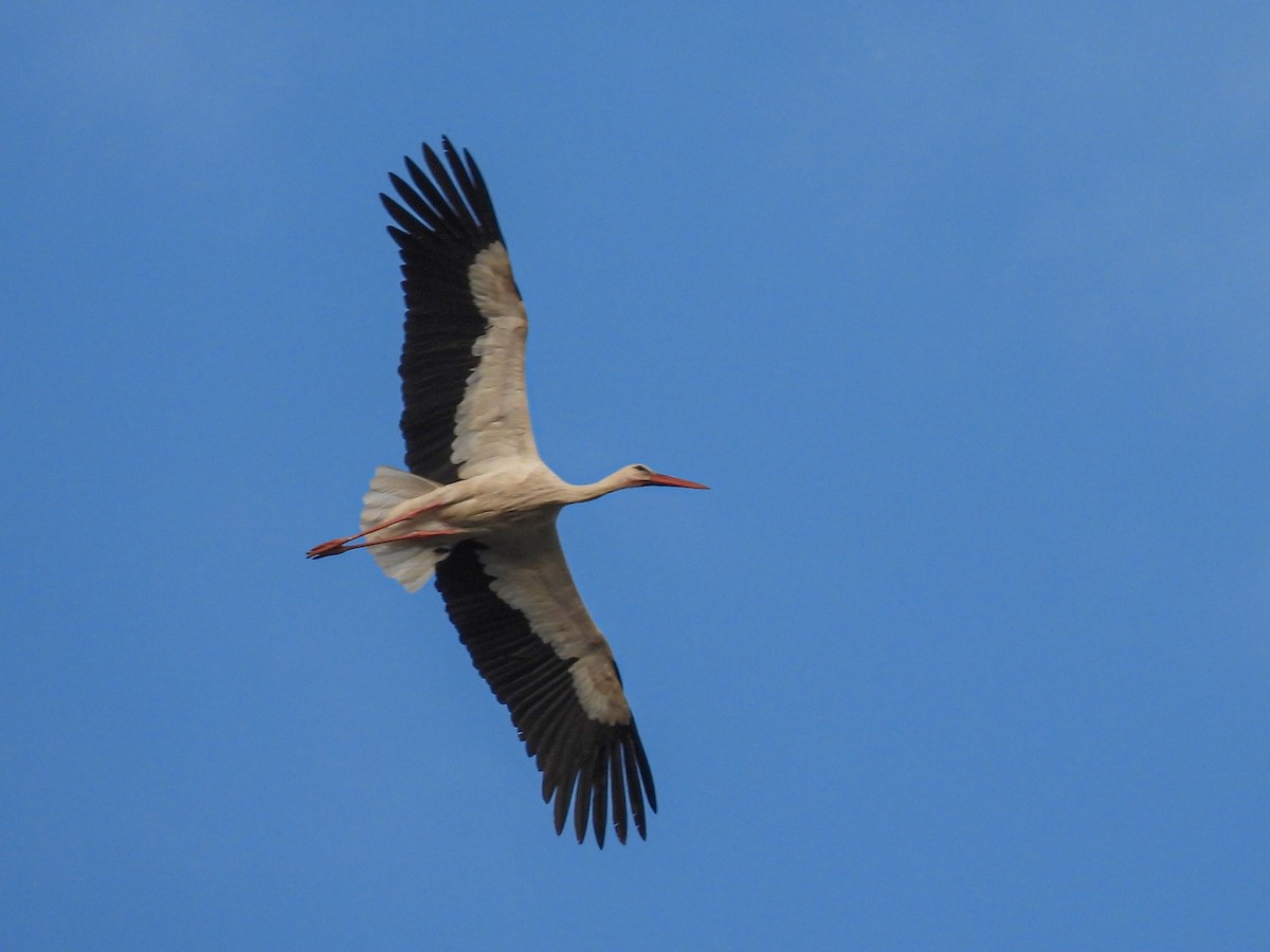 White Stork - ML448497851