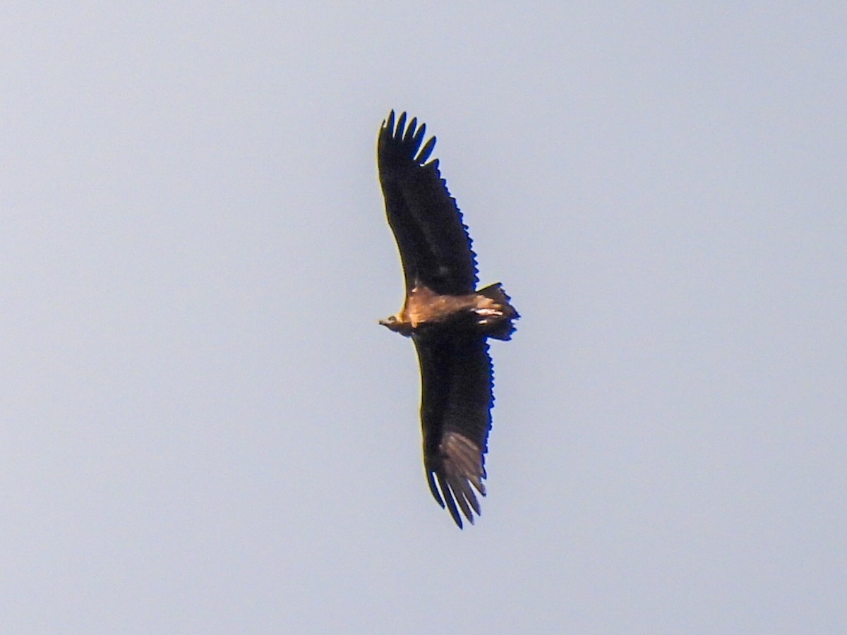 Cinereous Vulture - ML448498351