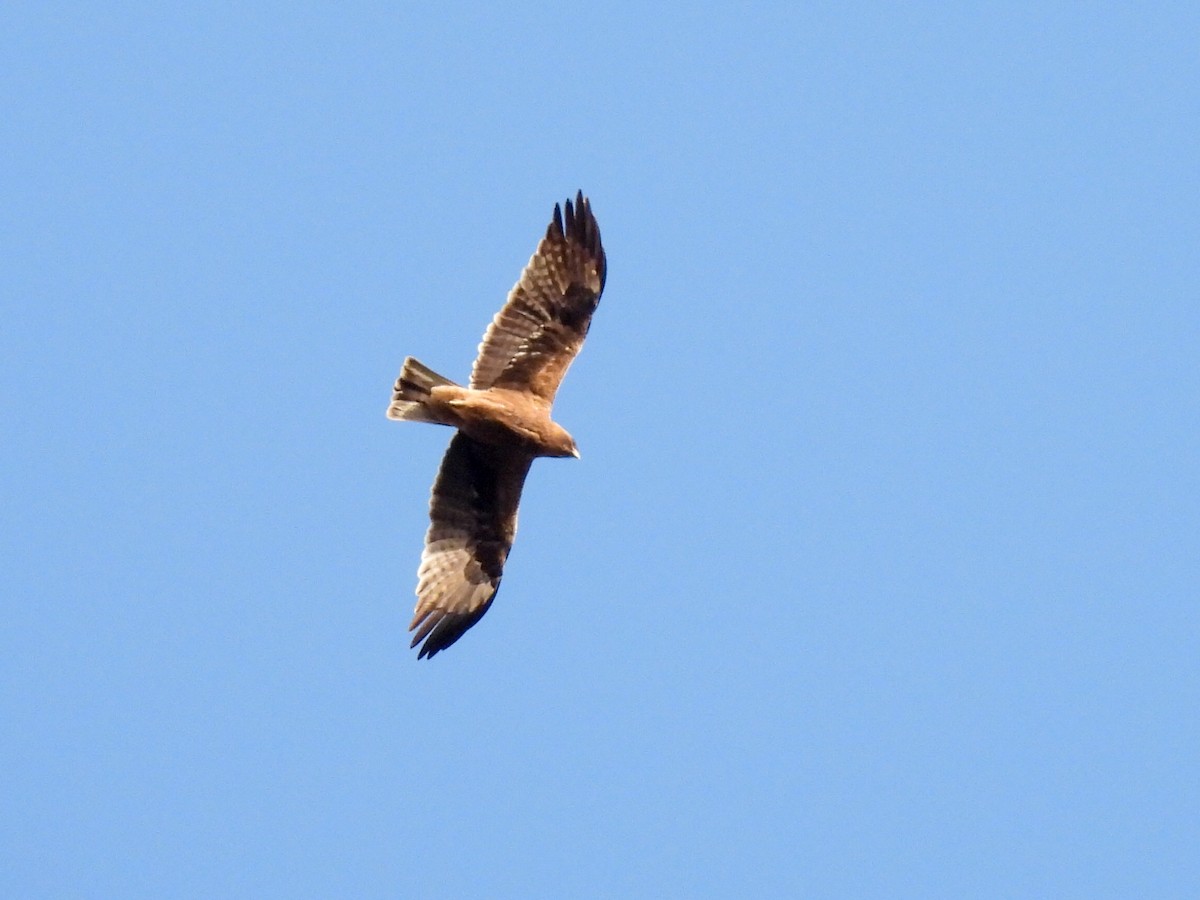 Booted Eagle - ML448498691