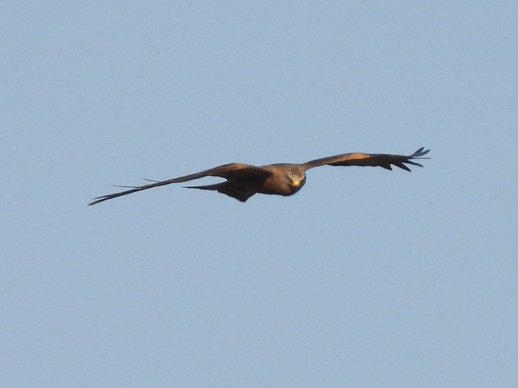 黑鳶 - ML448498831