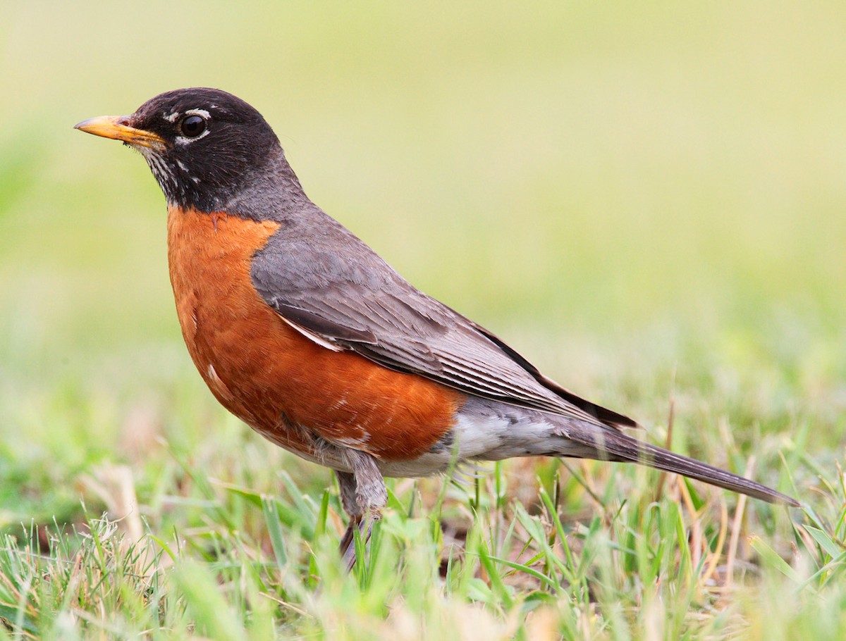 American Robin - ML448498961