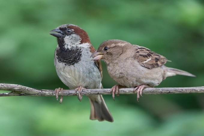 House Sparrow - ML448500121