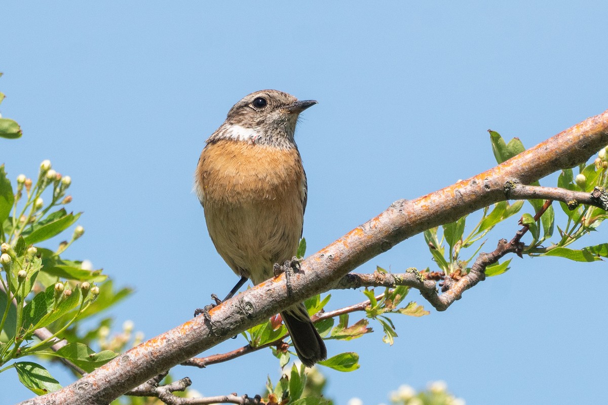 European Stonechat - ML448500471