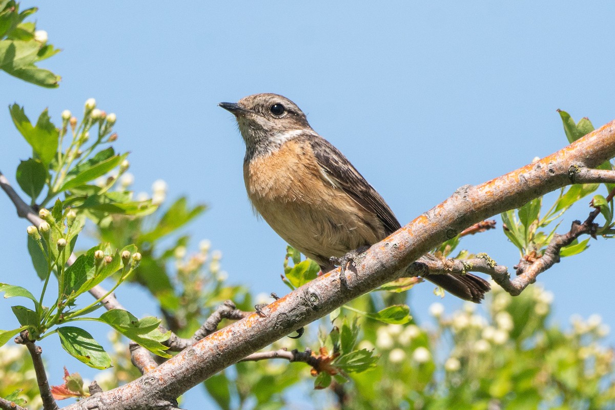 European Stonechat - ML448500481