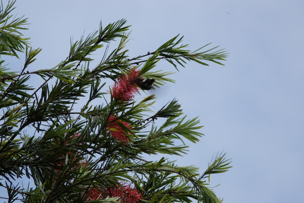 Colibrí de Mulsant - ML448500491