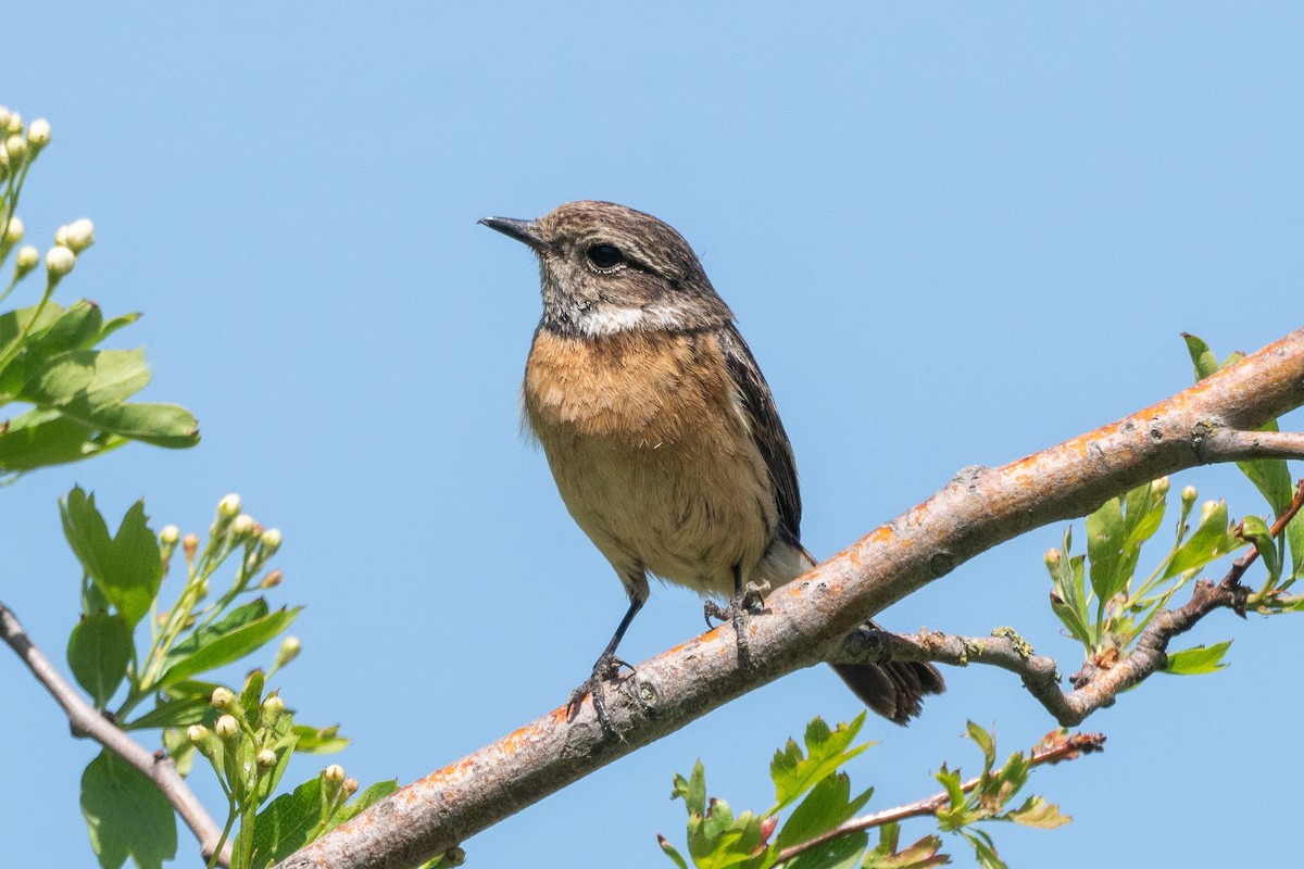 European Stonechat - ML448500501