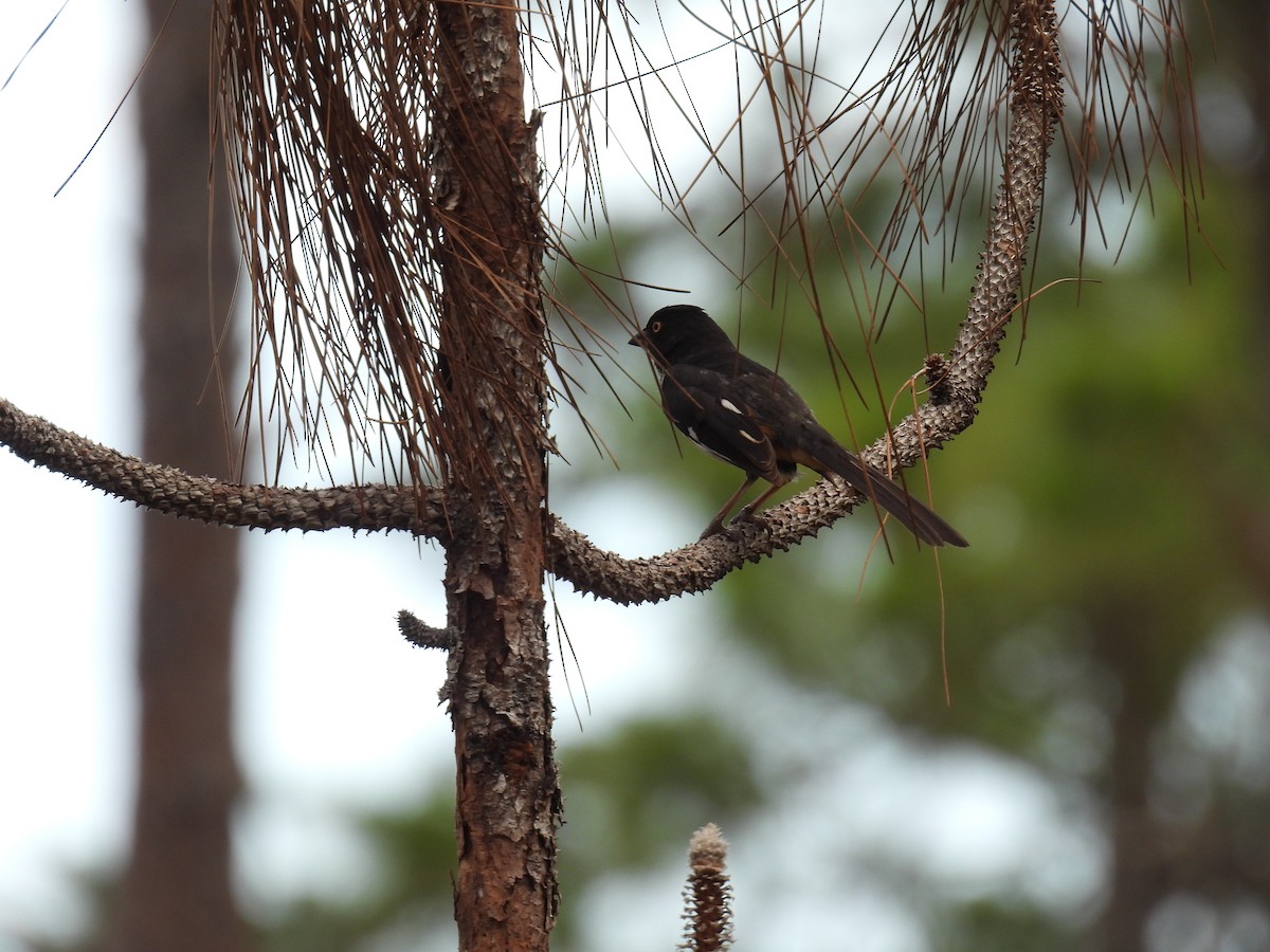 Eastern Towhee - Klenisson Brenner