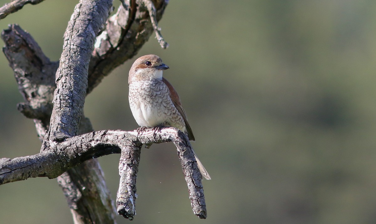 Red-backed Shrike - ML448502101